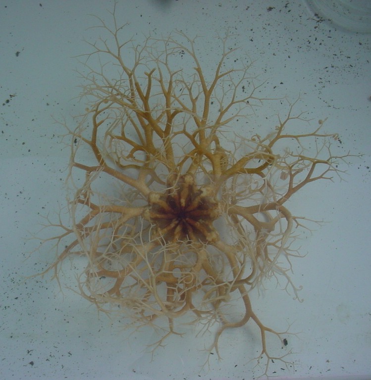 Gorgonocephalus eucnemis
